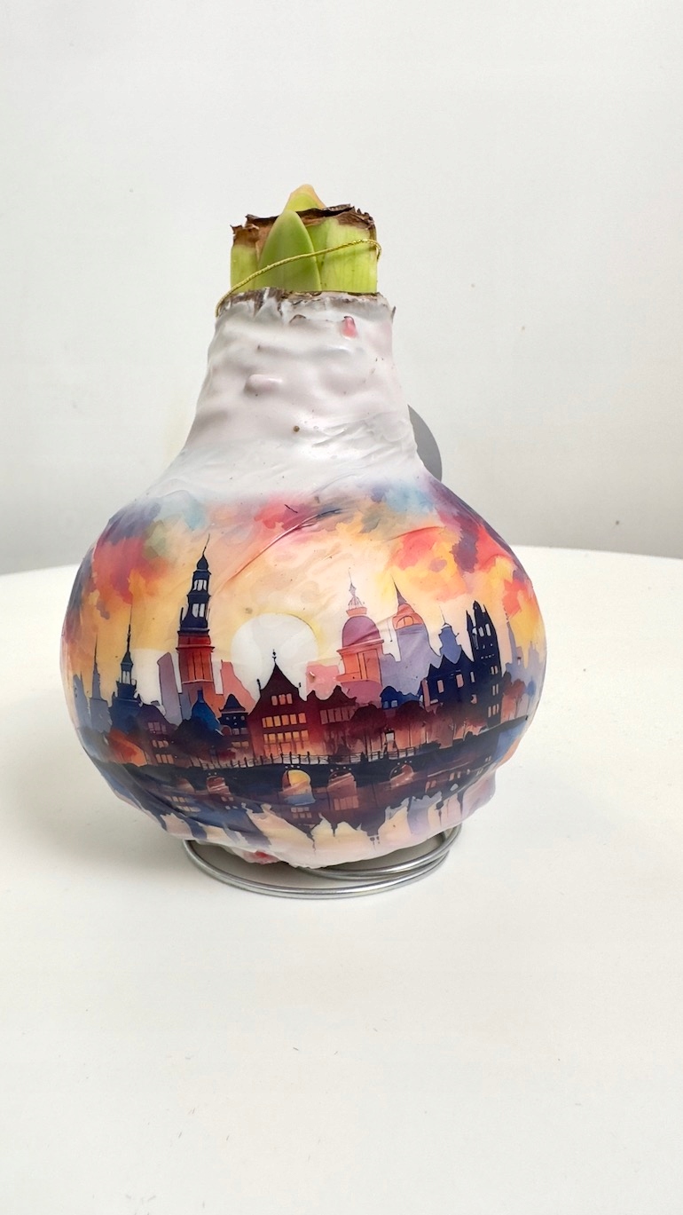 Amarylis w wosku z grafiką miasta