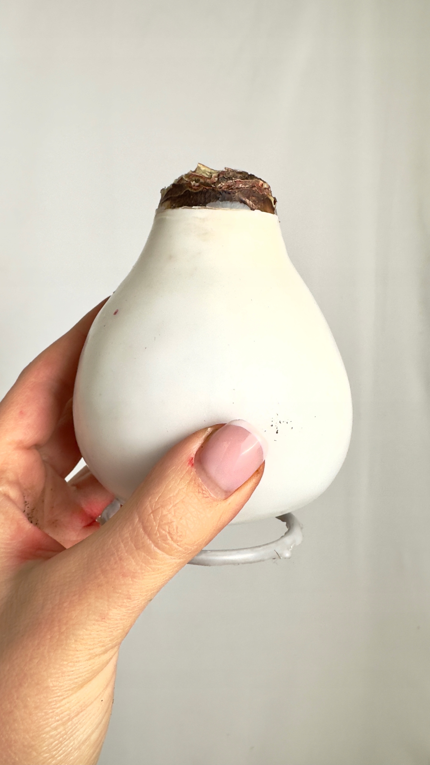 Amarylis w białym wosku