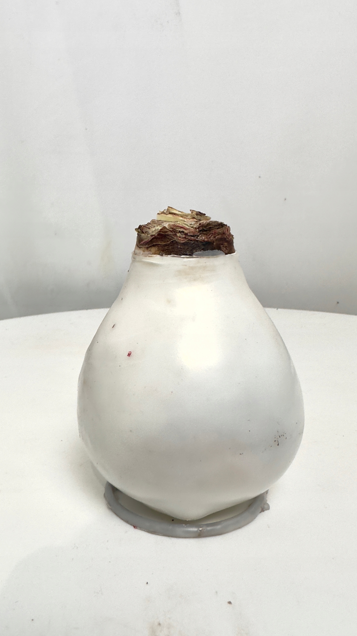 Amarylis w białym wosku