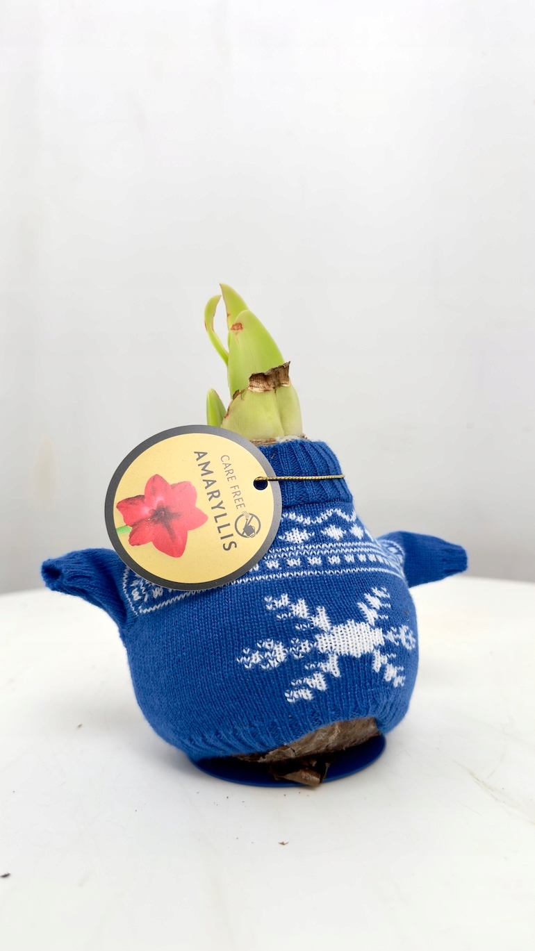 Amarylis w niebieskim sweterku