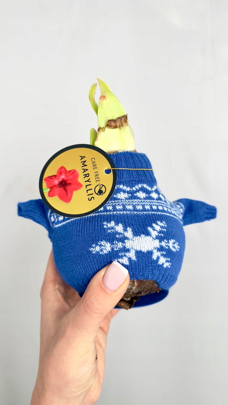 Amarylis w niebieskim sweterku