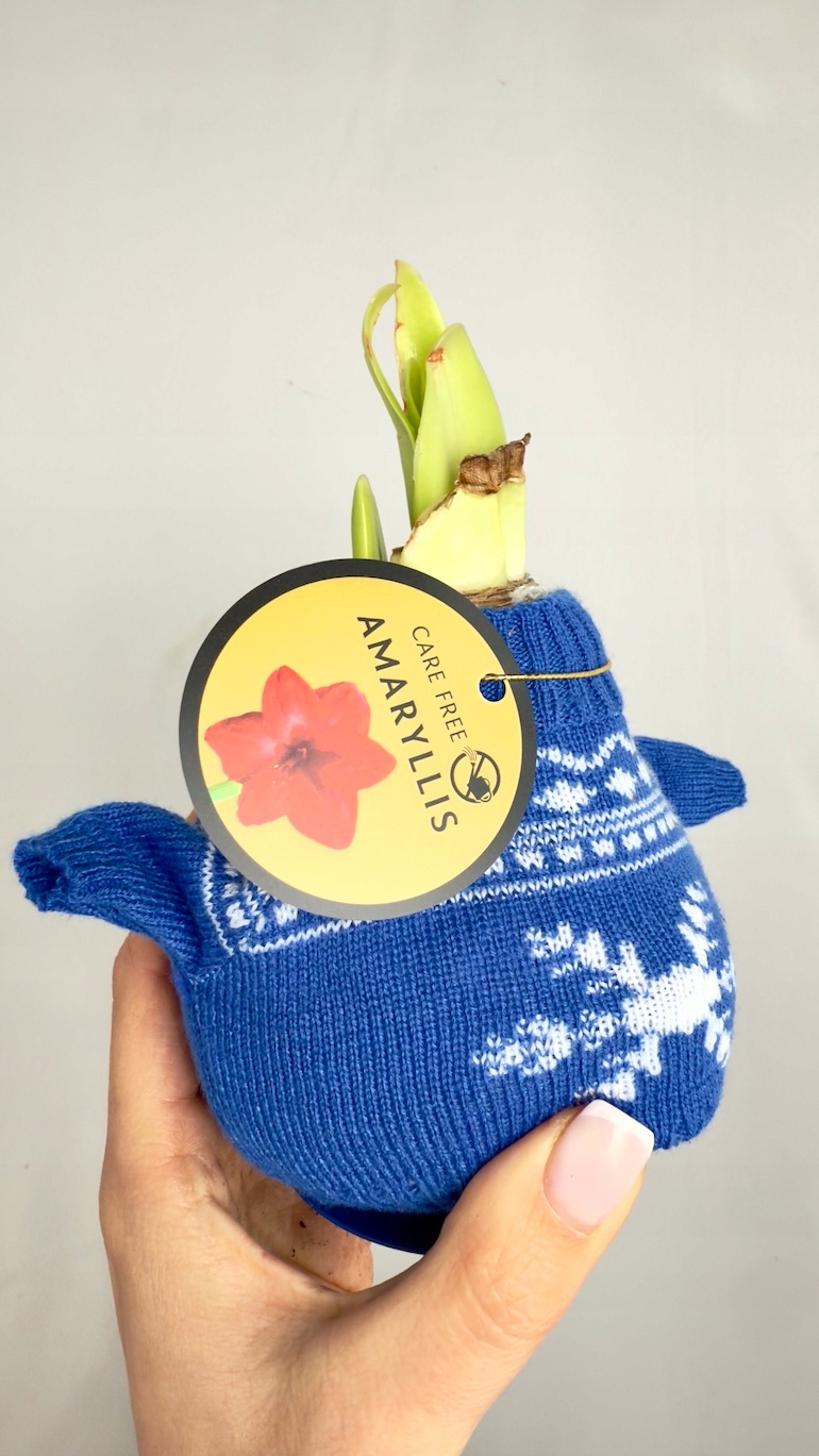 Amarylis w niebieskim sweterku
