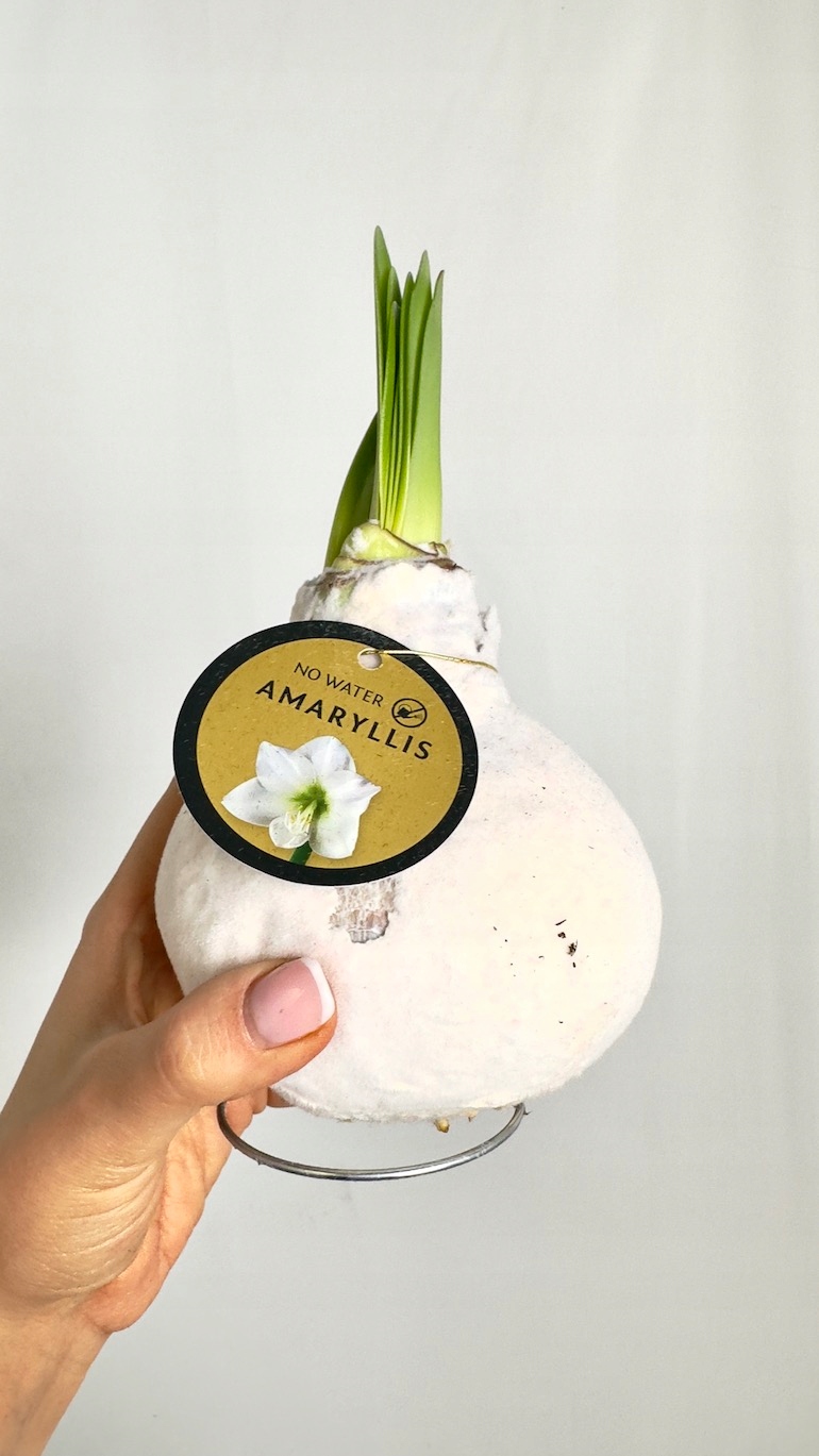 Amarylis w białym aksamitnym wosku