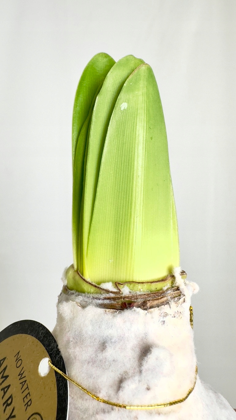 Amarylis w białym aksamitnym wosku