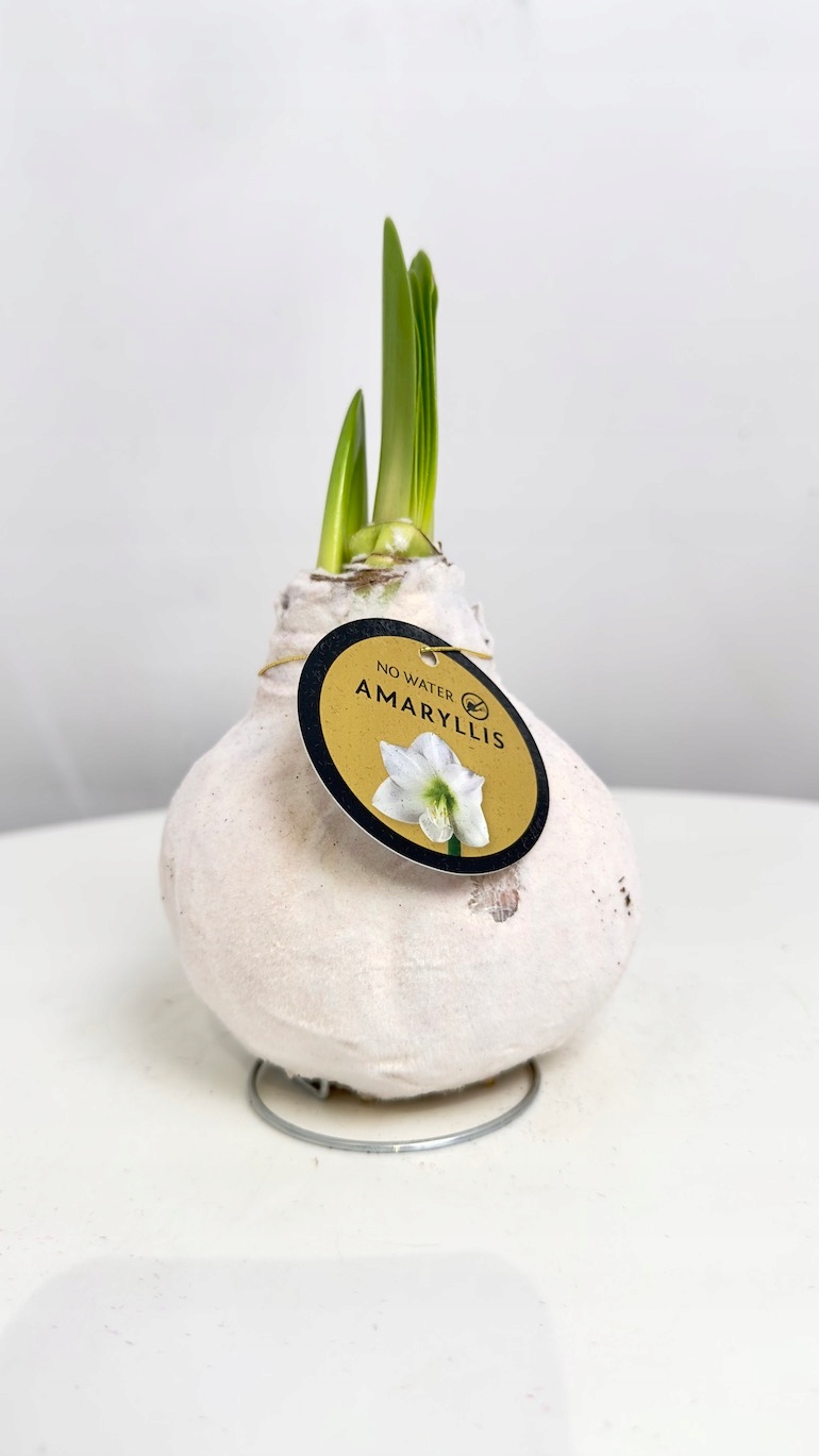 Amarylis w białym aksamitnym wosku