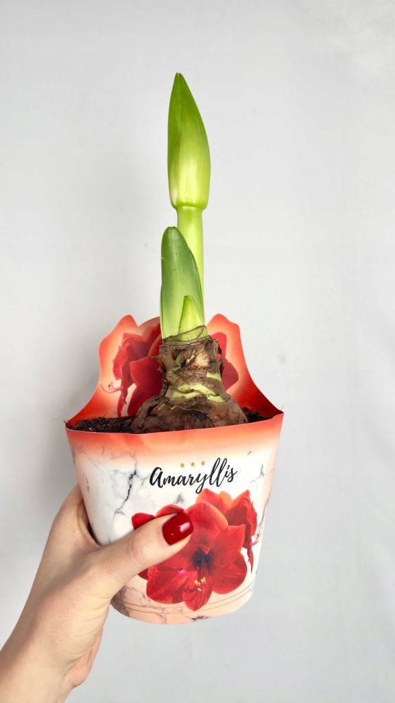 Amarylis pomarańczowo-czerwony w ozdobnej osłonce, cebula gotowa do kwitnienia, dekoracyjna roślina do wnętrz.