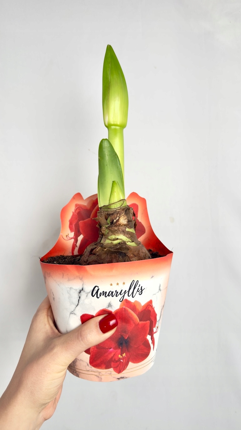 Amarylis pomarańczowo czerwony