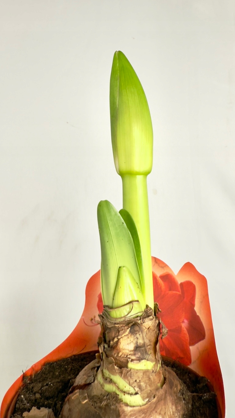 Amarylis pomarańczowo czerwony