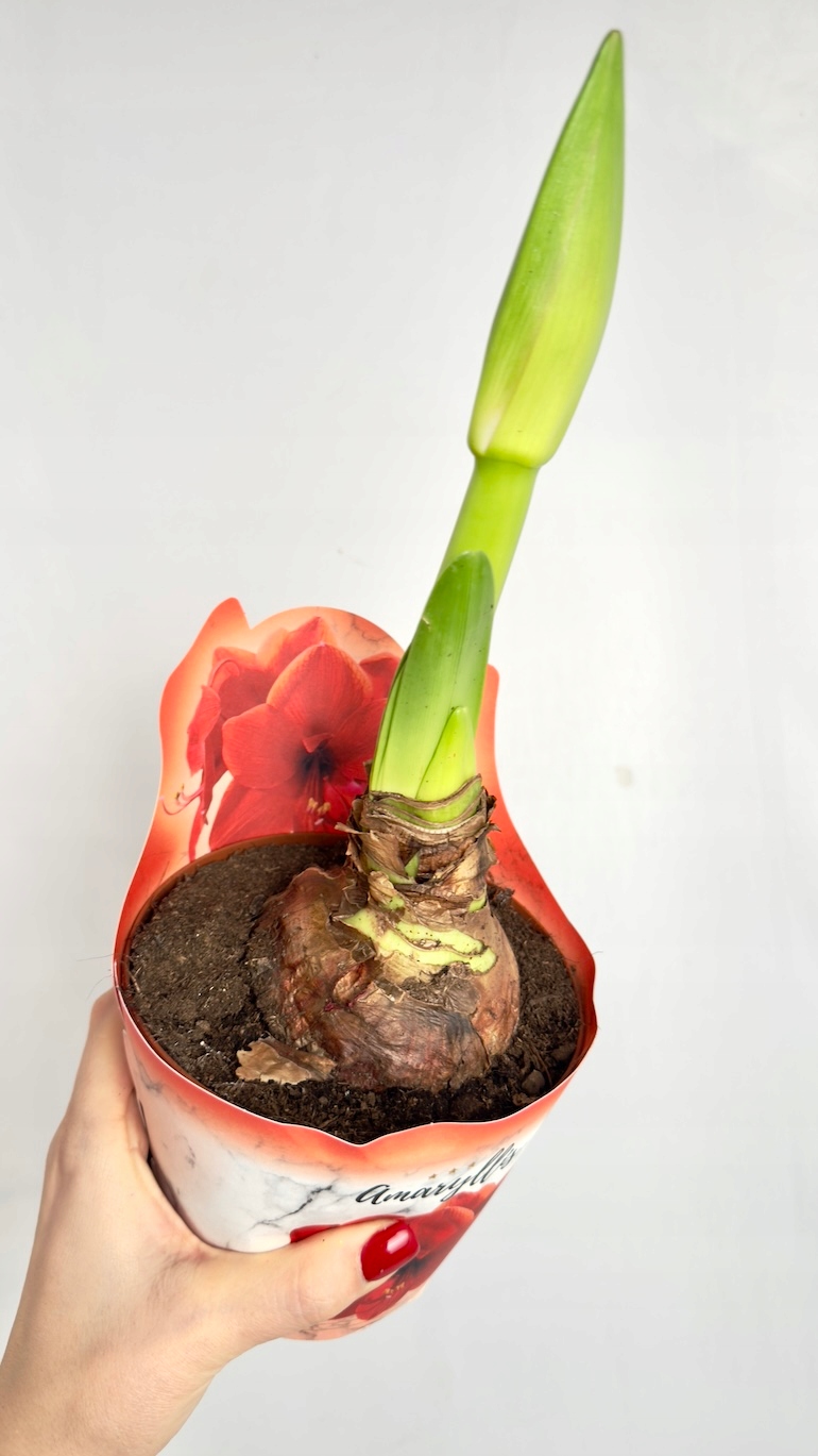 Amarylis pomarańczowo czerwony