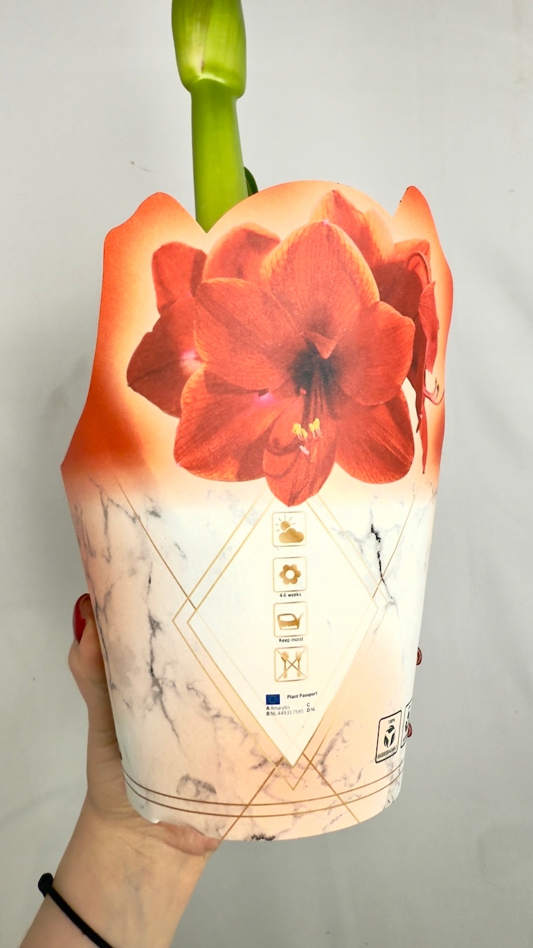 Amarylis pomarańczowo czerwony