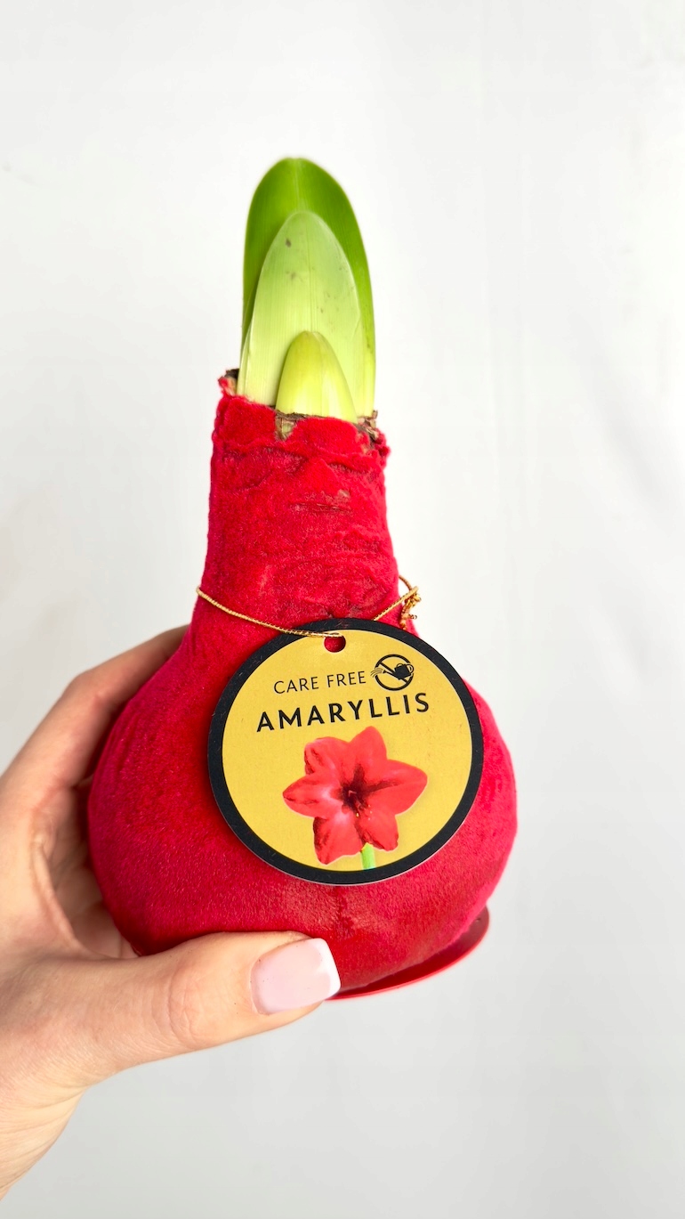 Amarylis w czerwonym aksamitnym wosku