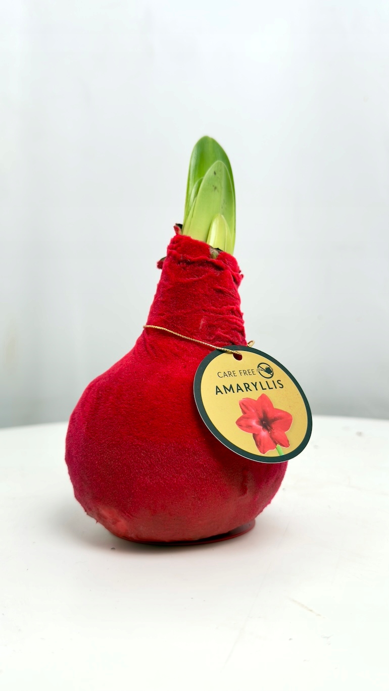 Amarylis w czerwonym aksamitnym wosku