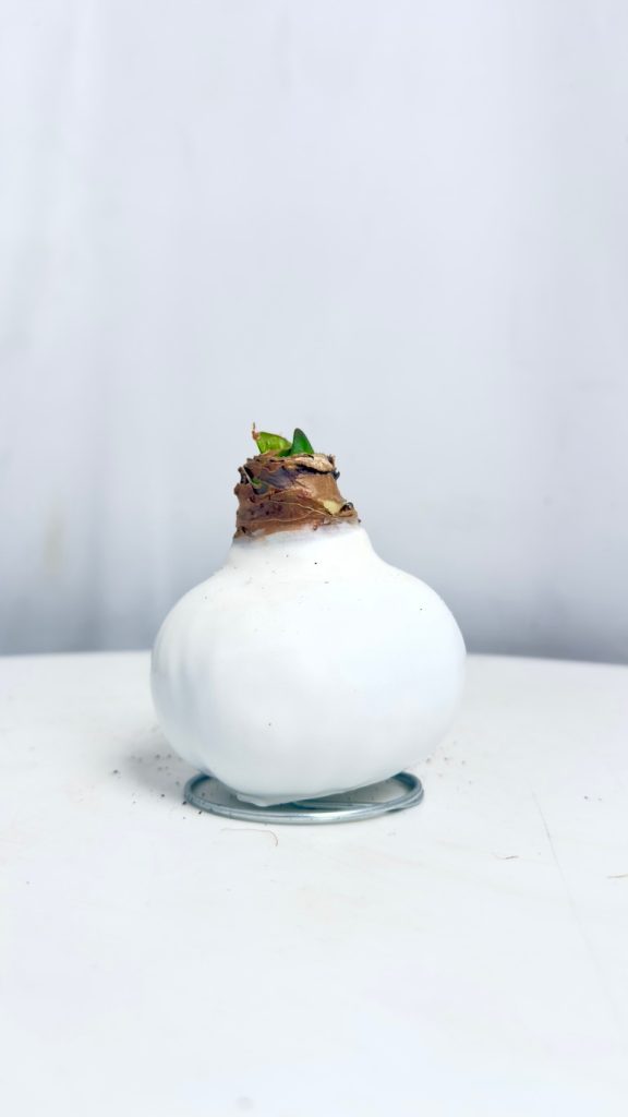 Amarylis w białej oprawie – dekoracyjna cebula kwiatowa bez podlewania, z widocznym pąkiem, ustawiona na jasnym tle.