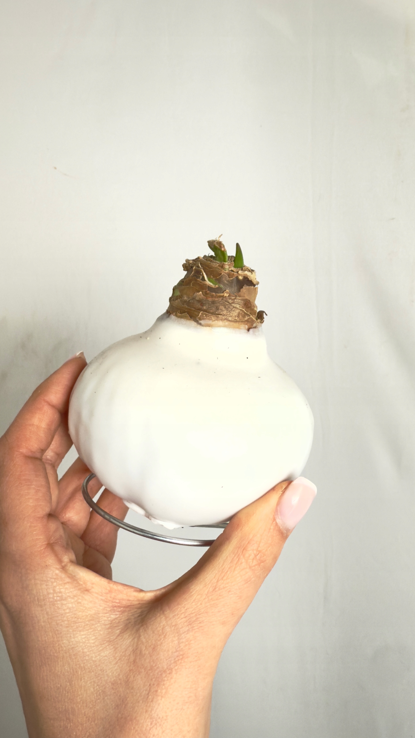 Amarylis w białej oprawie