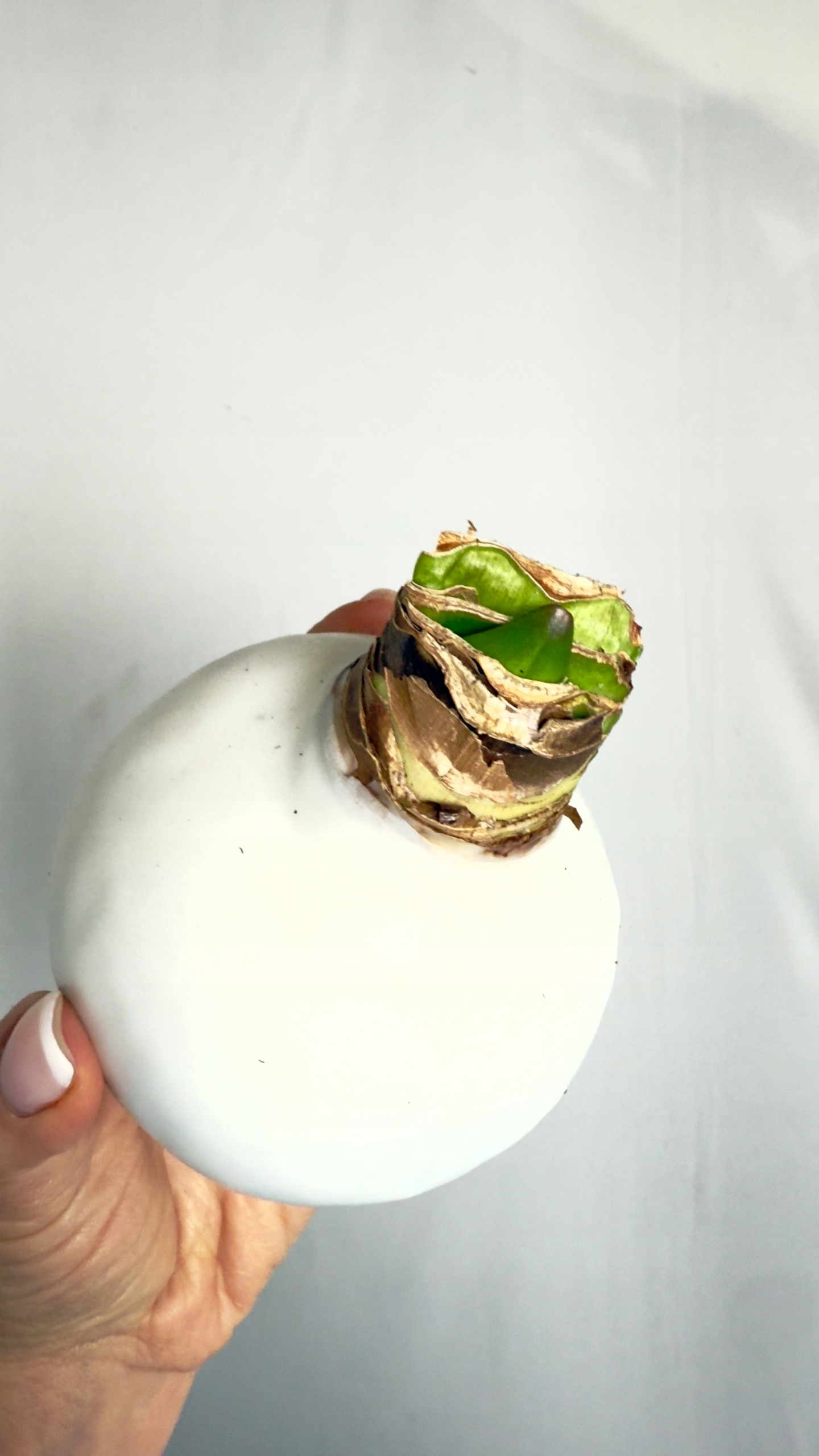 Amarylis w białej oprawie