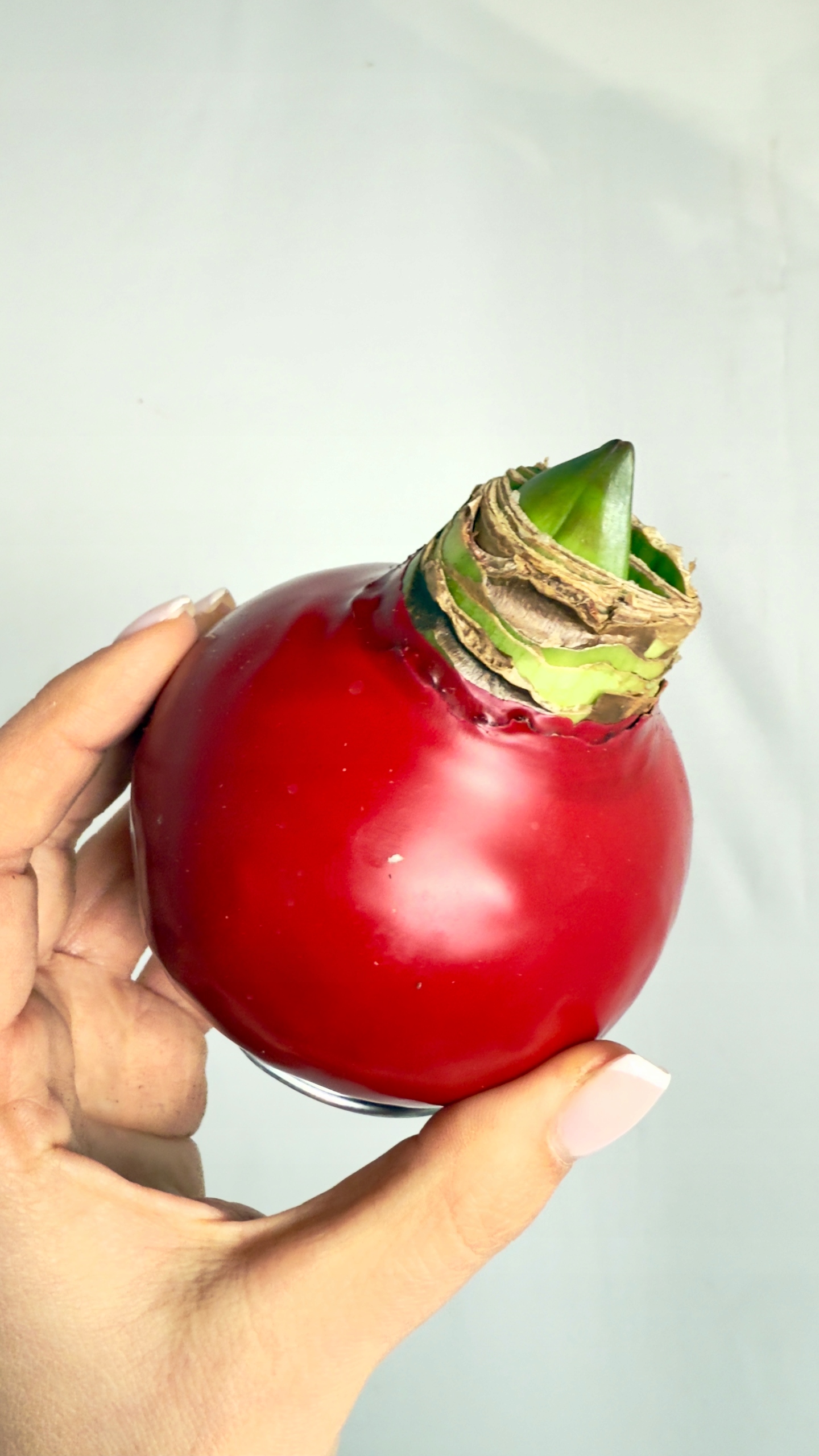 Amarylis w czerwonej oprawie