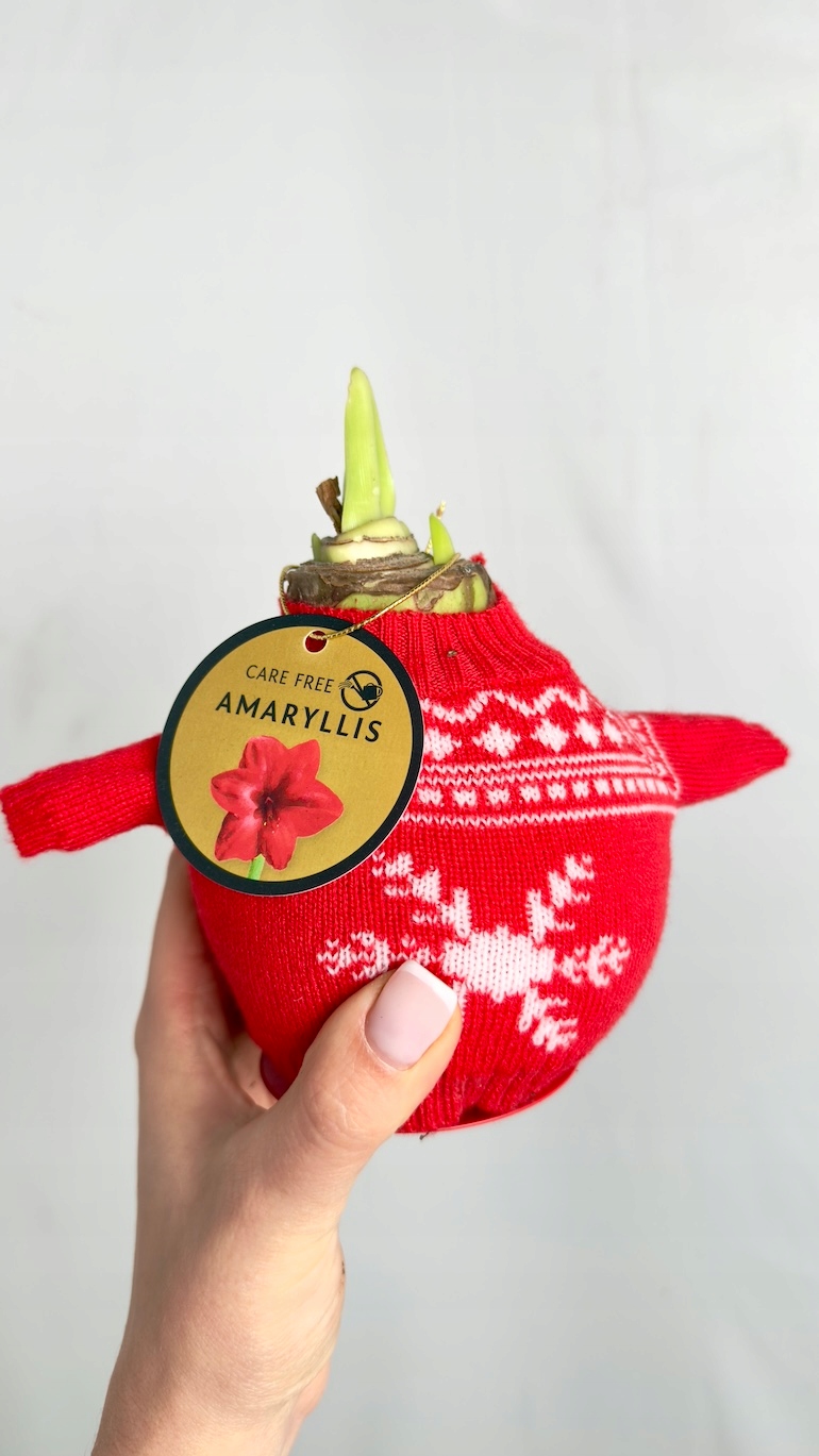 Amarylis w czerwonym sweterku