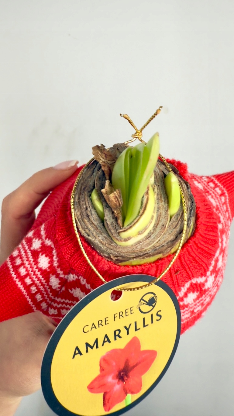 Amarylis w czerwonym sweterku