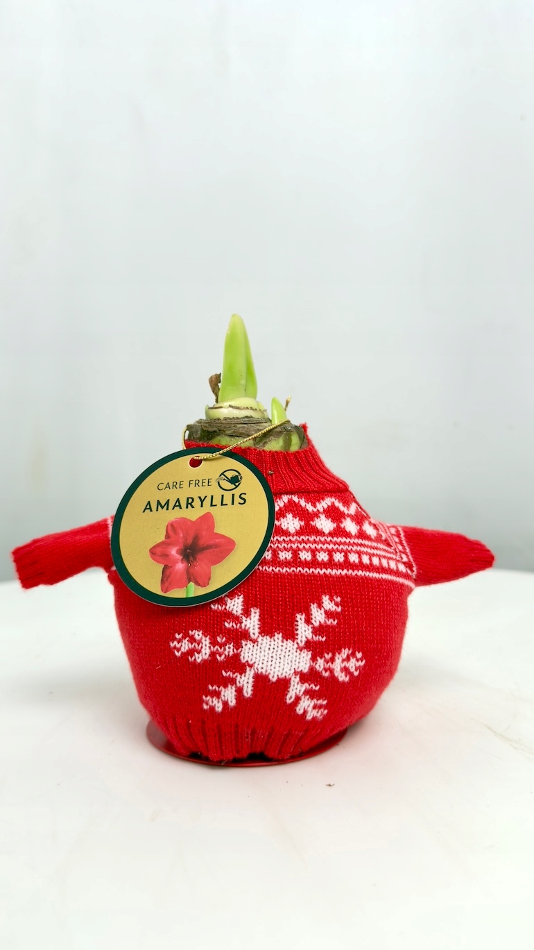 Amarylis w czerwonym sweterku