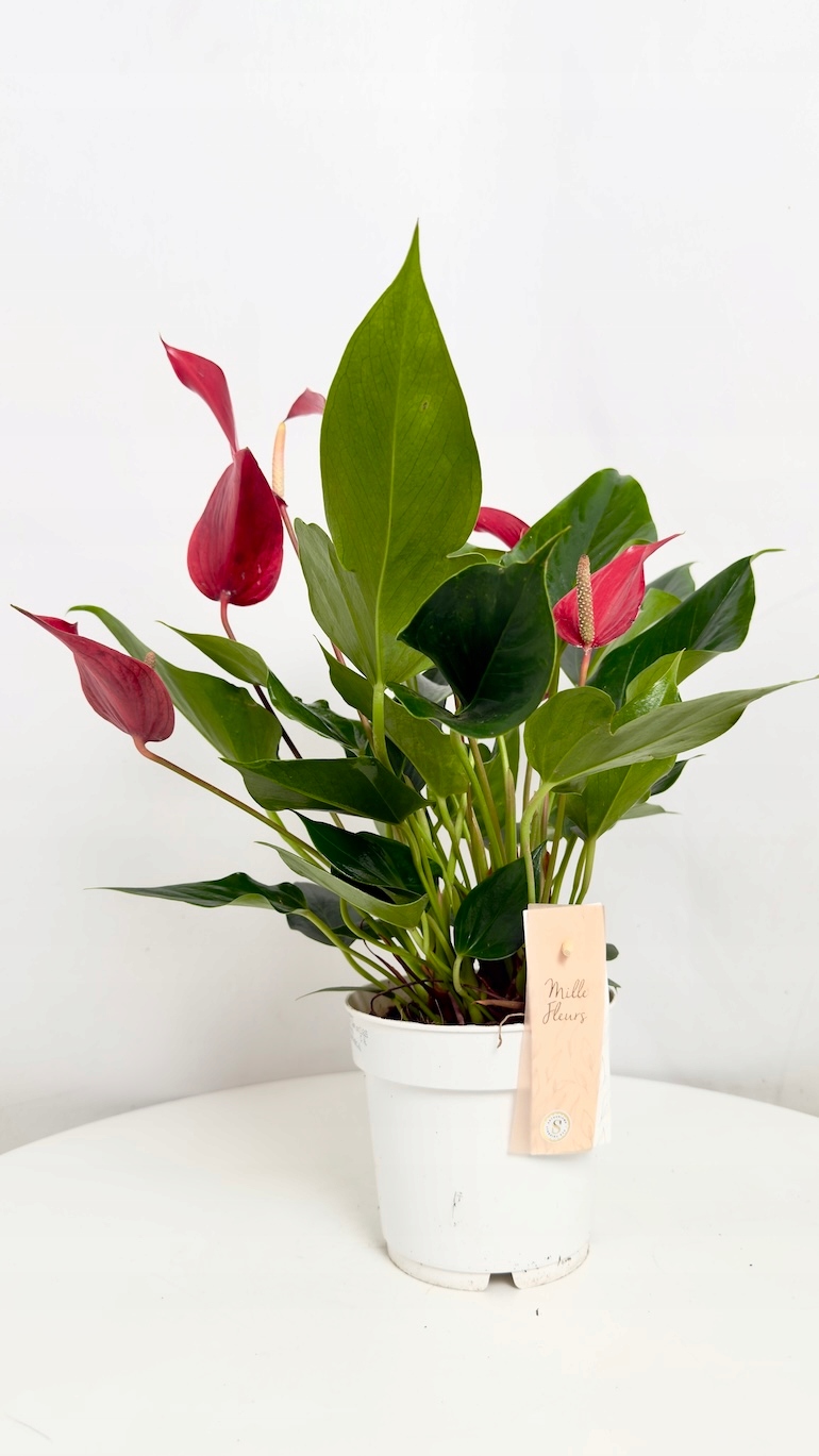 Anthurium Banderola