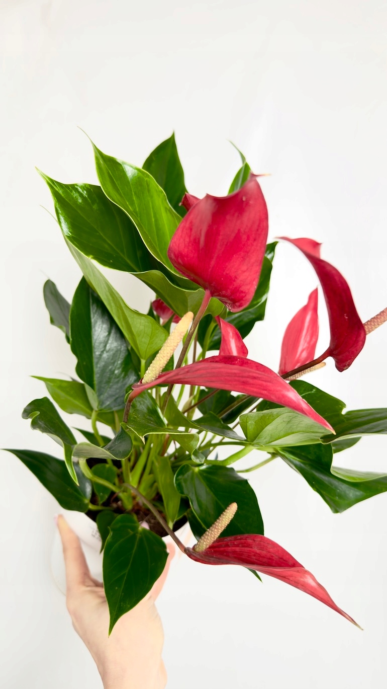 Anthurium Banderola
