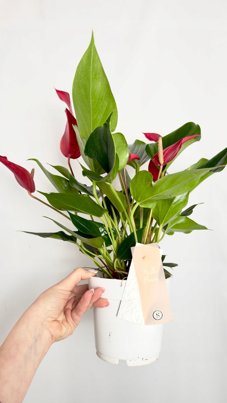 Anthurium Banderola