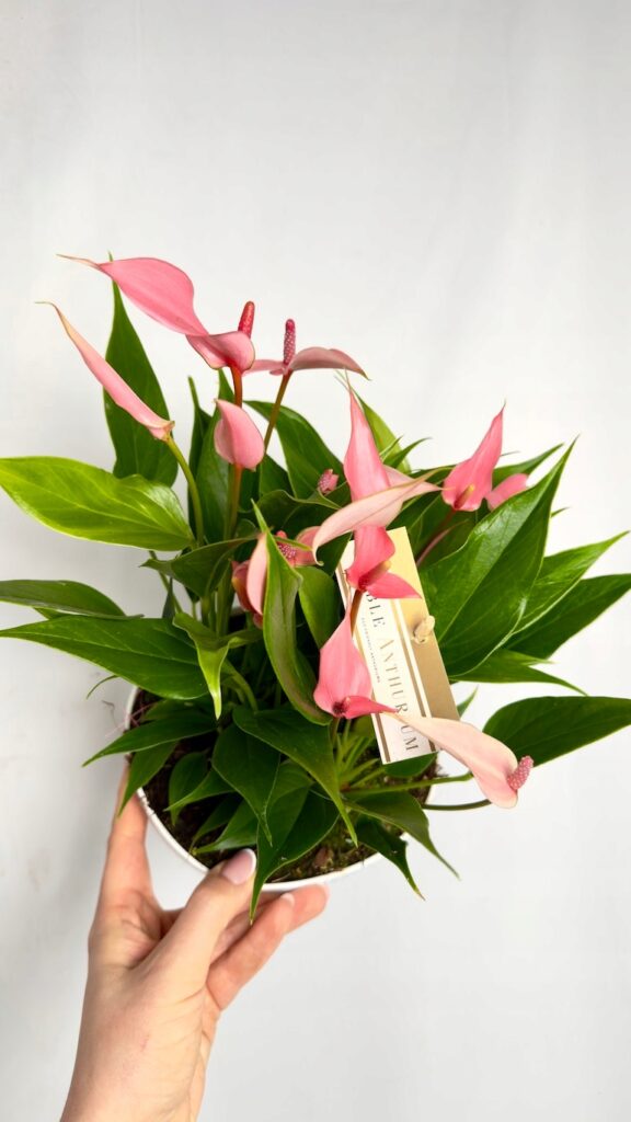 anthurium champion lilli roslina o różowych kwiatostanach