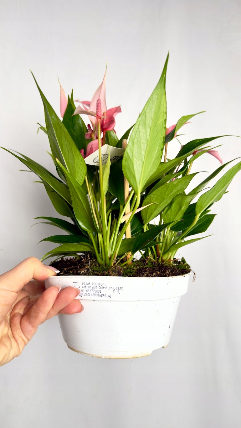 Anthurium Champion Lilli 17/30 cm