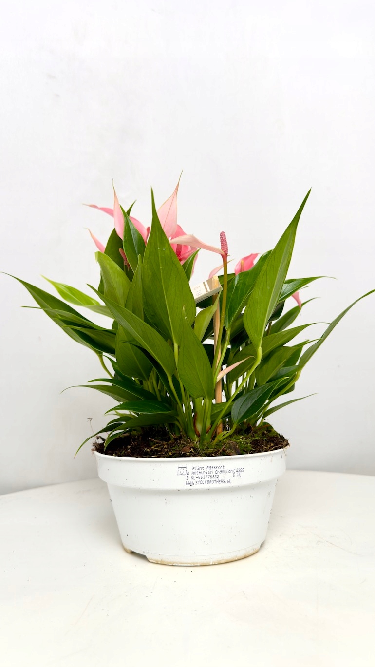 Anthurium Champion Lilli 17/30 cm