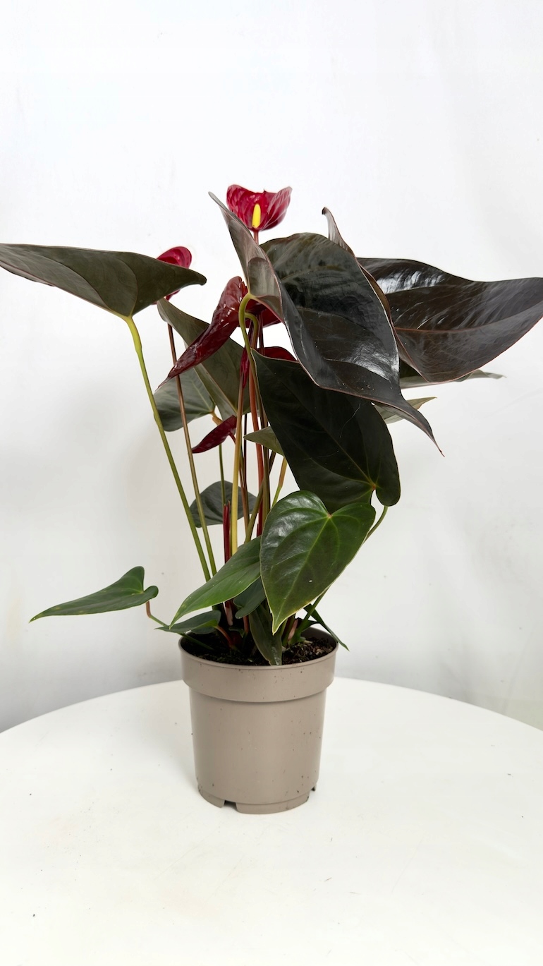 Anthurium Delicata Red