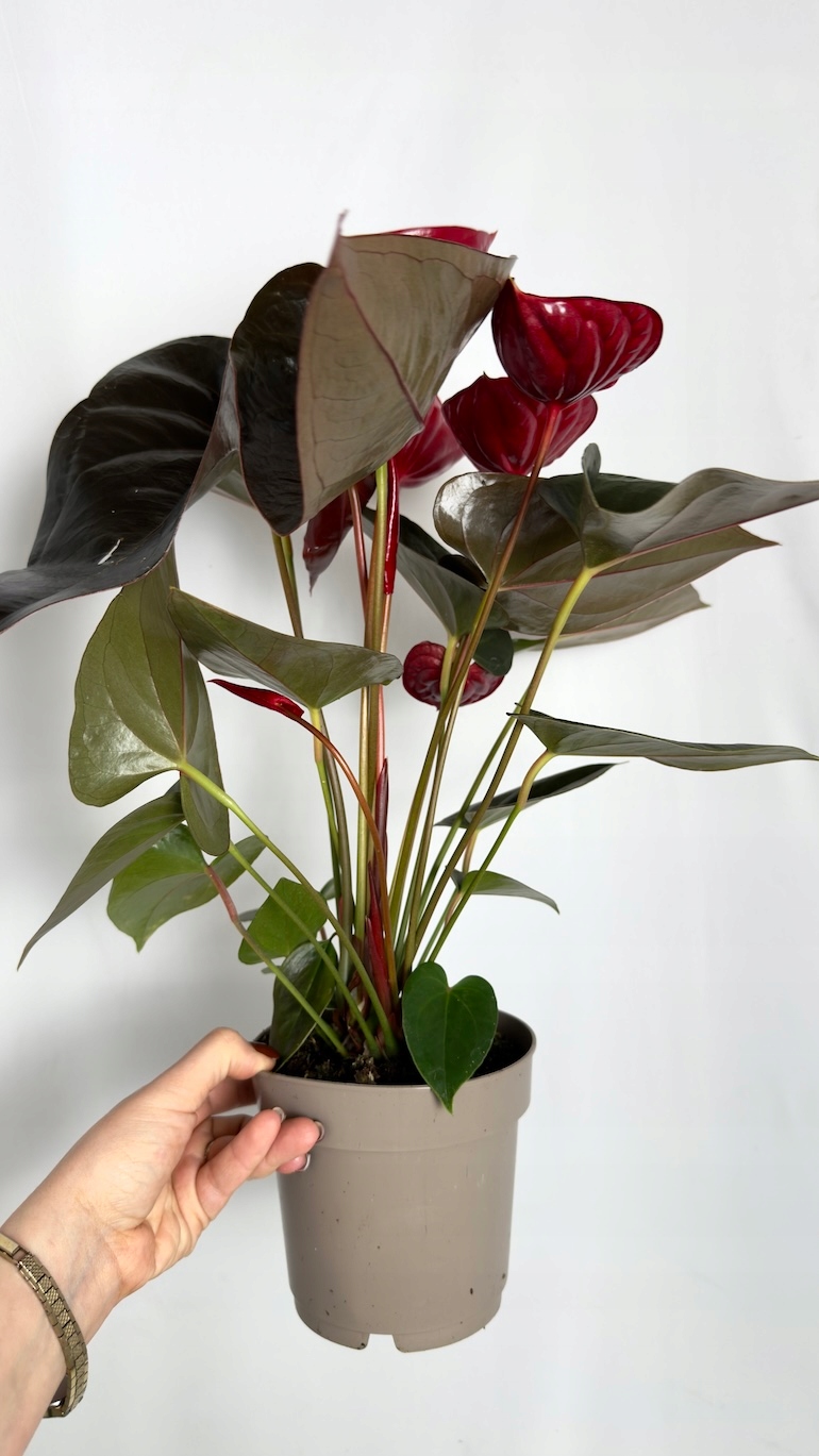 Anthurium Delicata Red