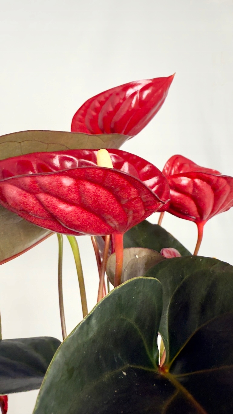 Anthurium Delicata Red