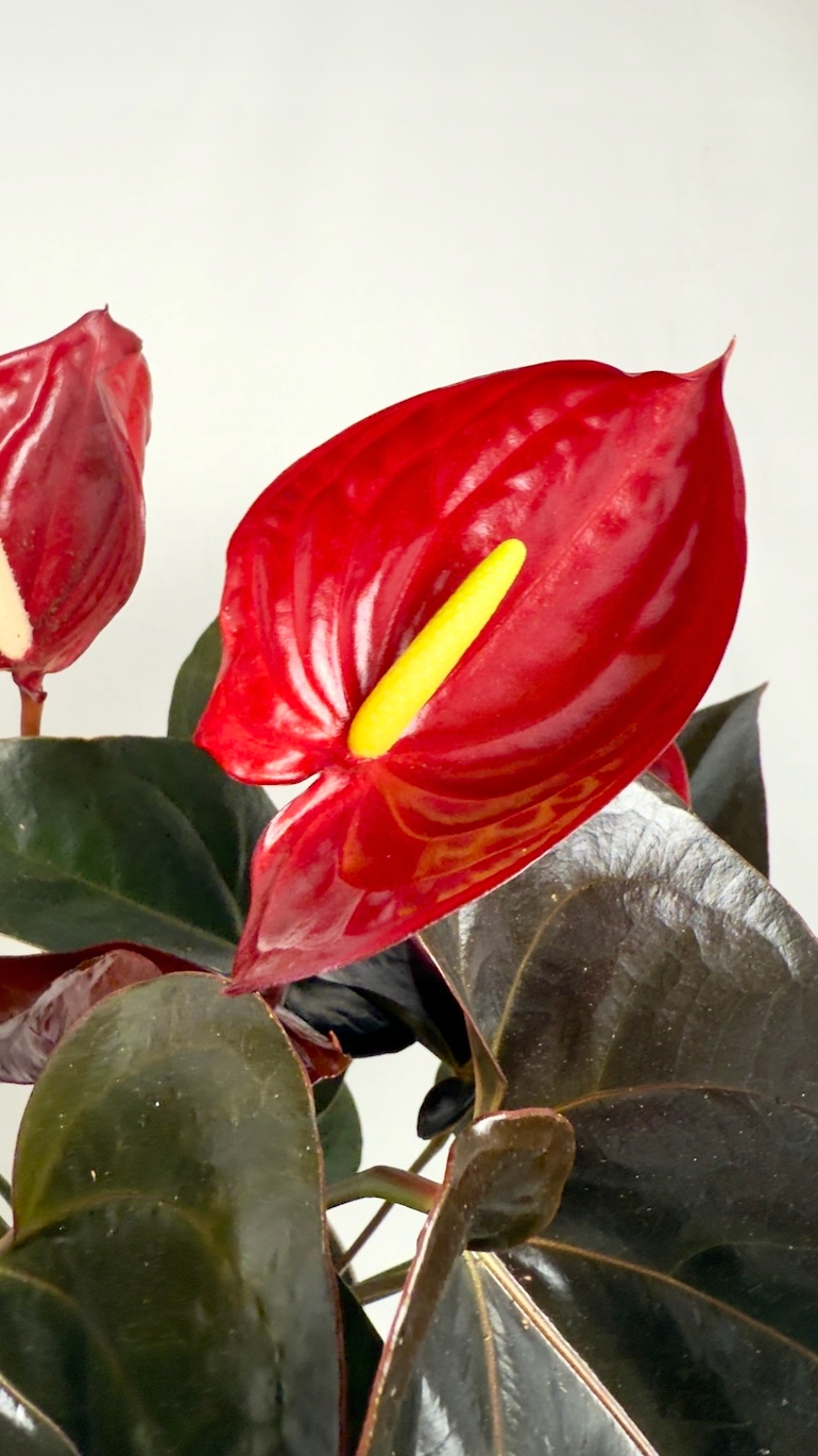 Anthurium Delicata Red