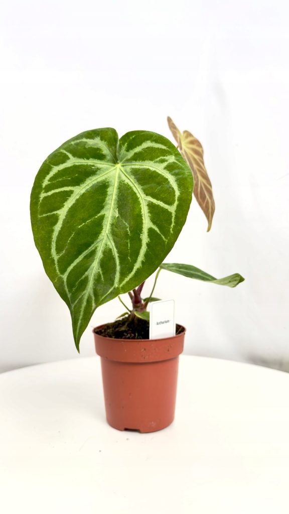 Anthurium Karma Crystal Hybrids z aksamitnymi liśćmi i jasnym unerwieniem w doniczce