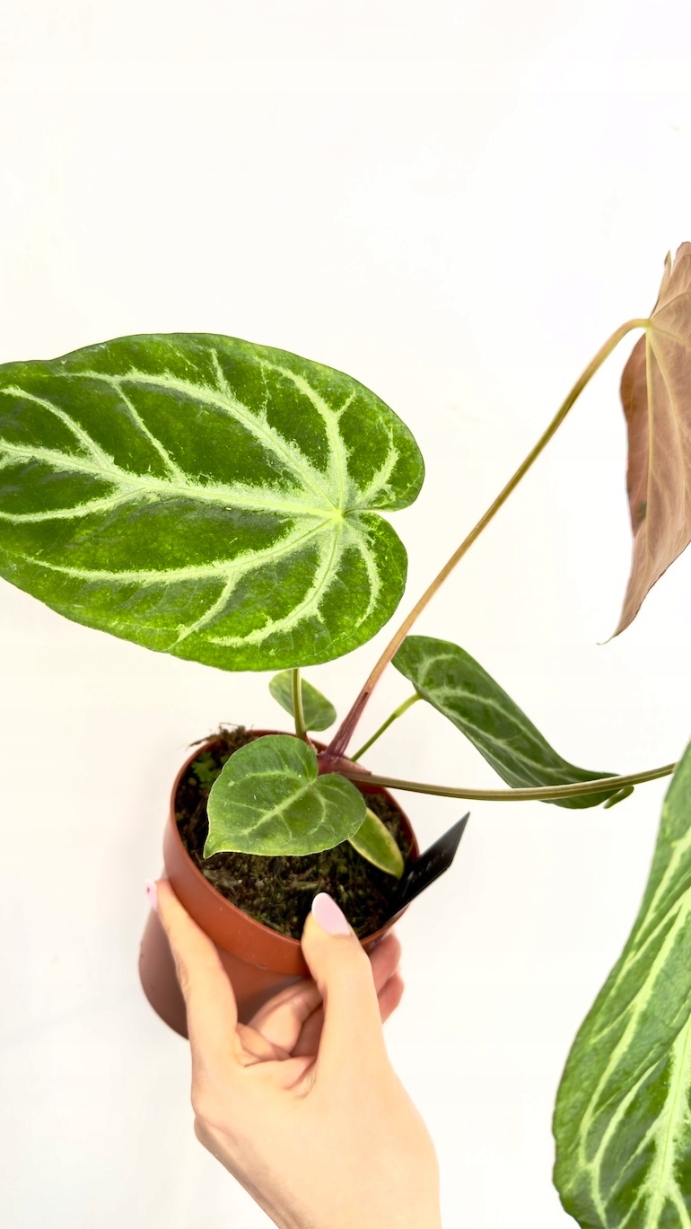 Anthurium Karma Crystal Hybrids