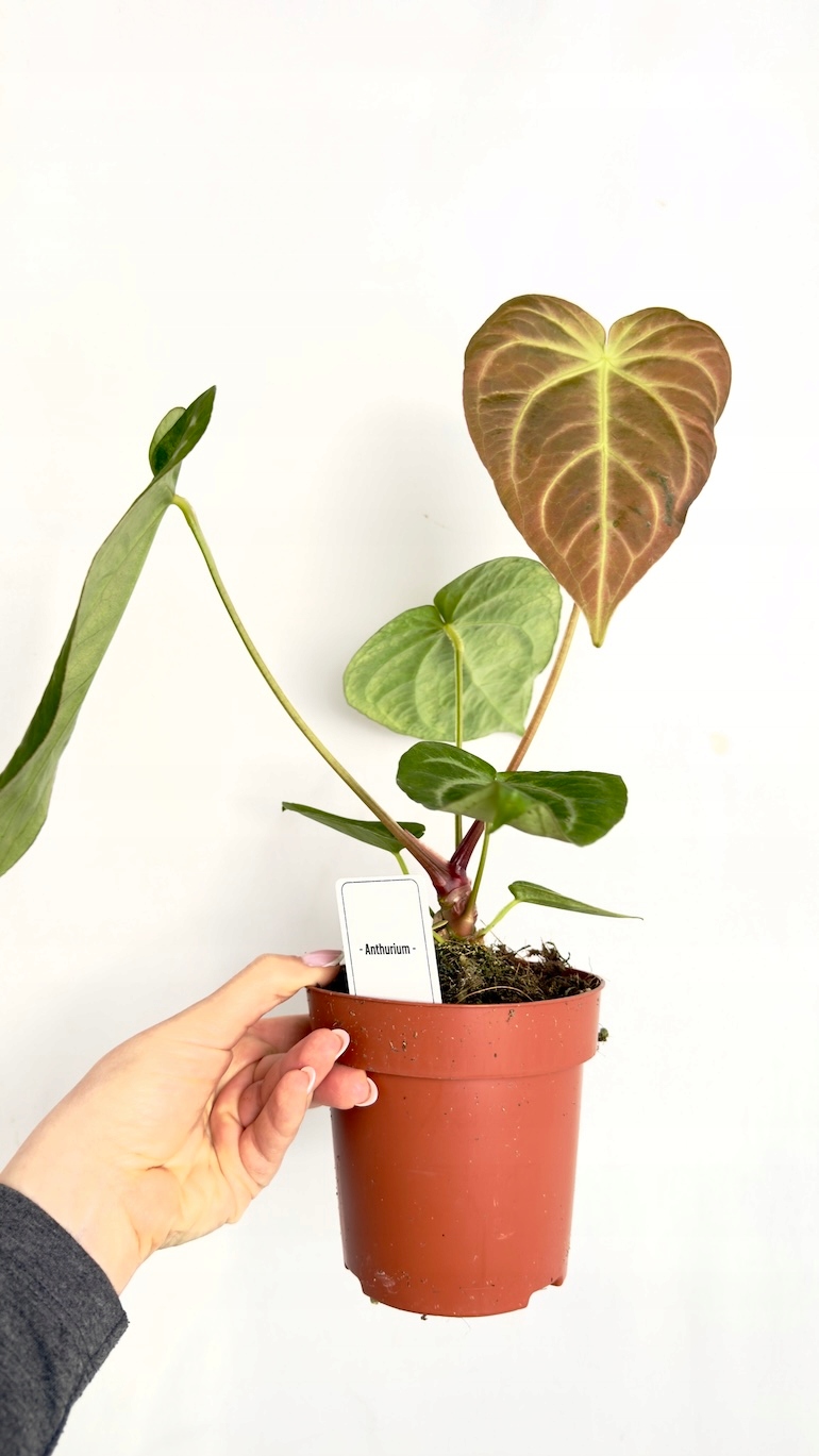 Anthurium Karma Crystal Hybrids