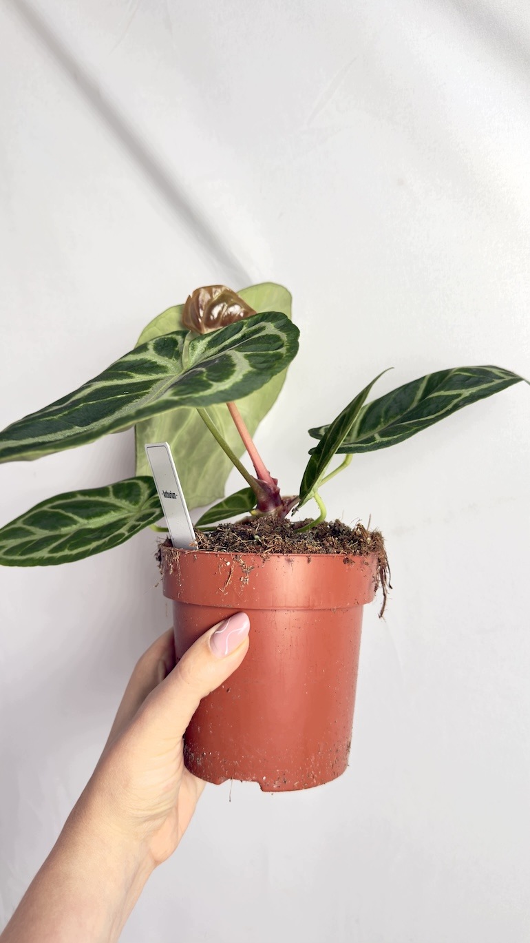 Anthurium Magnificum 12/25 cm