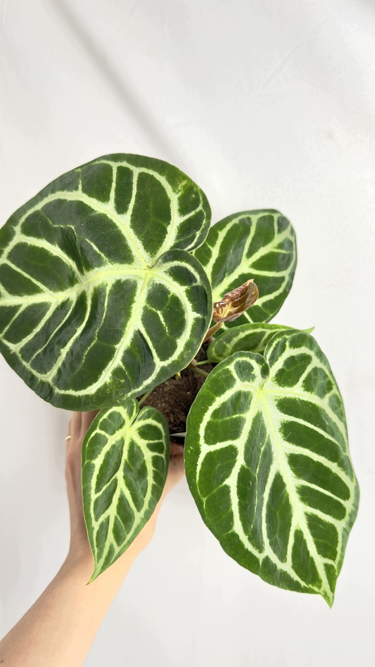 Anthurium Magnificum 12/25 cm