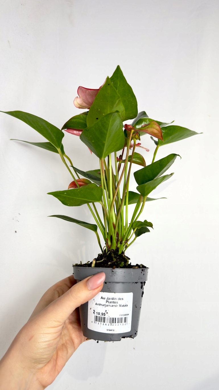 Anthurium Matata 9/25 cm
