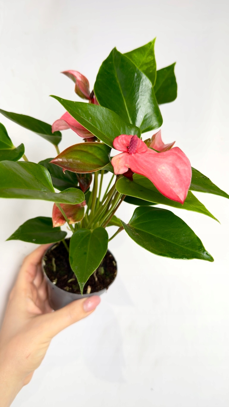 Anthurium Matata 9/25 cm