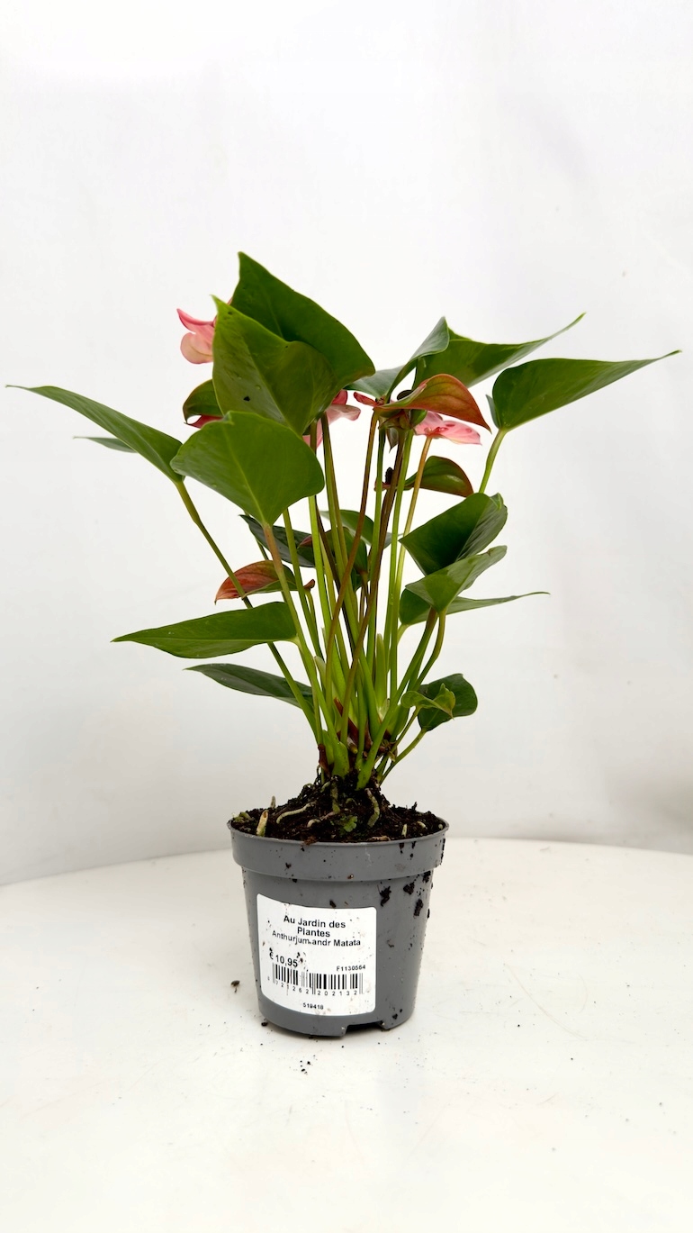 Anthurium Matata 9/25 cm