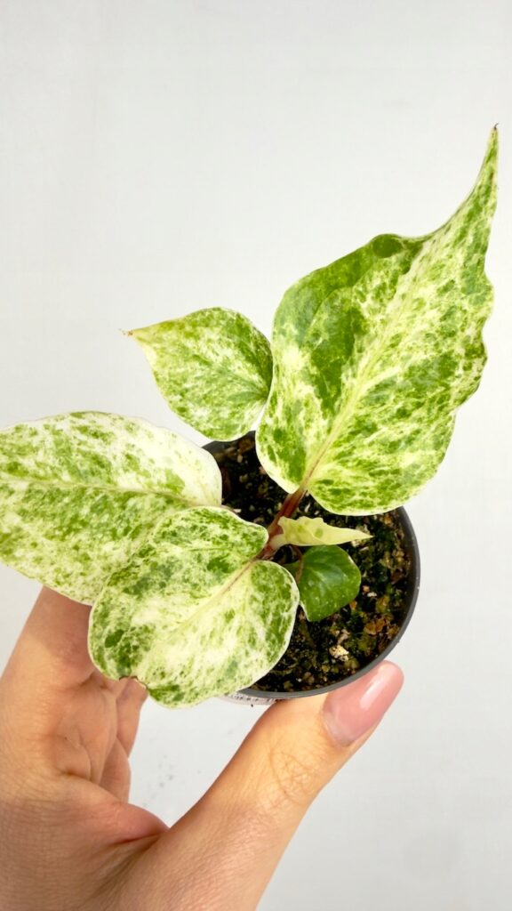 Anthurium Renaissance w doniczce 6 cm z jasną zielono-białą wariegacją liści