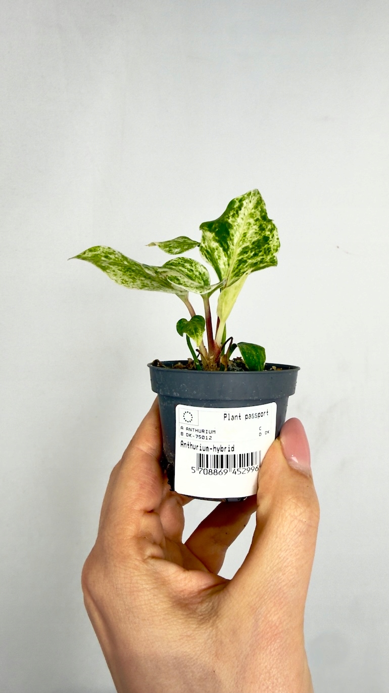 Anthurium Renaissance