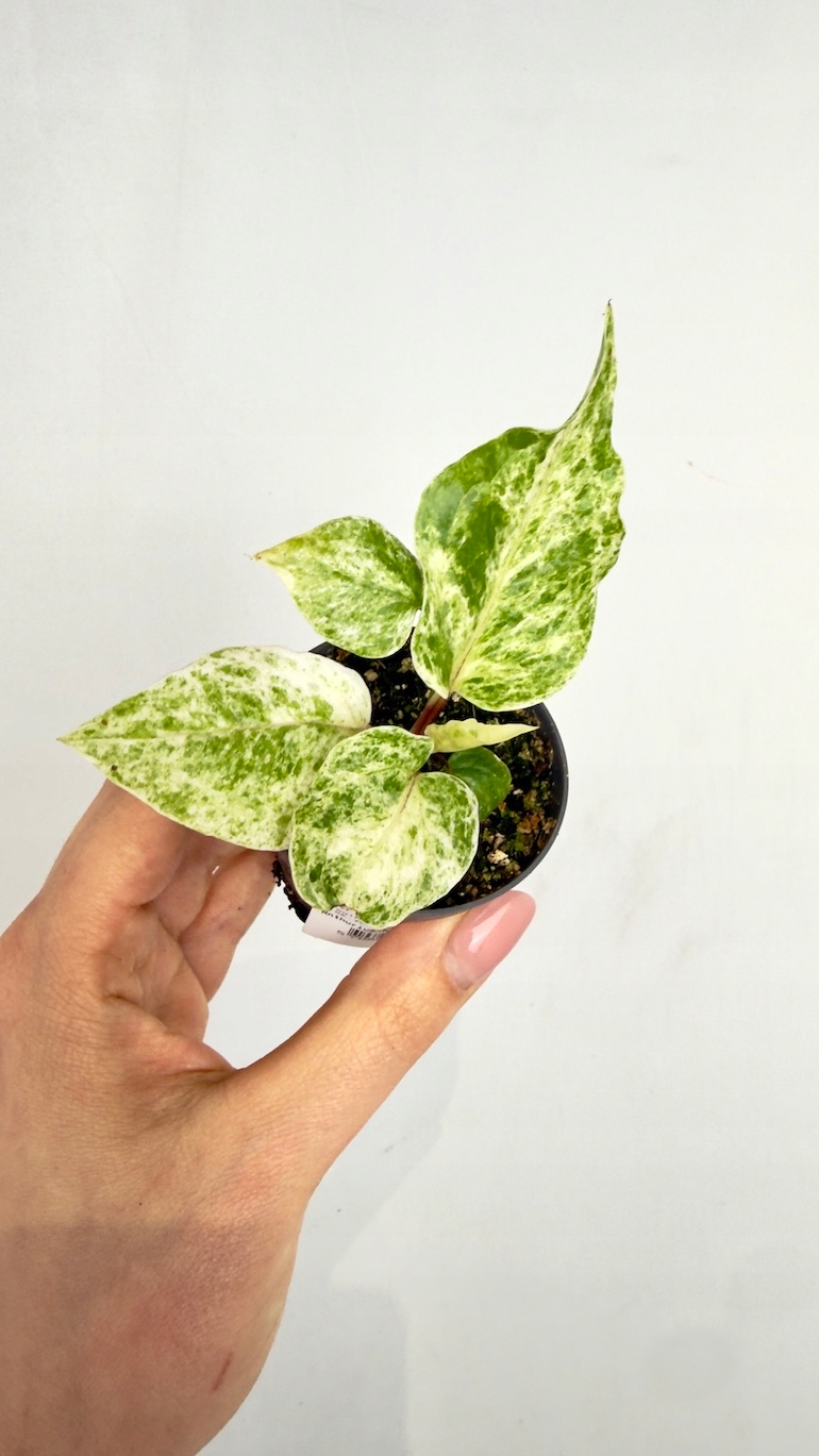 Anthurium Renaissance