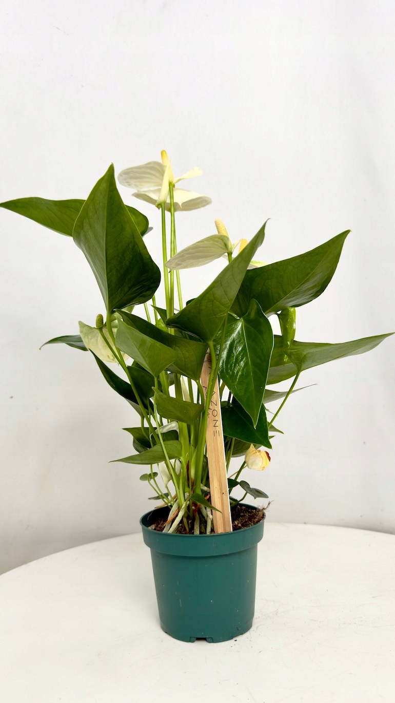 Anthurium Samora 12/35 cm