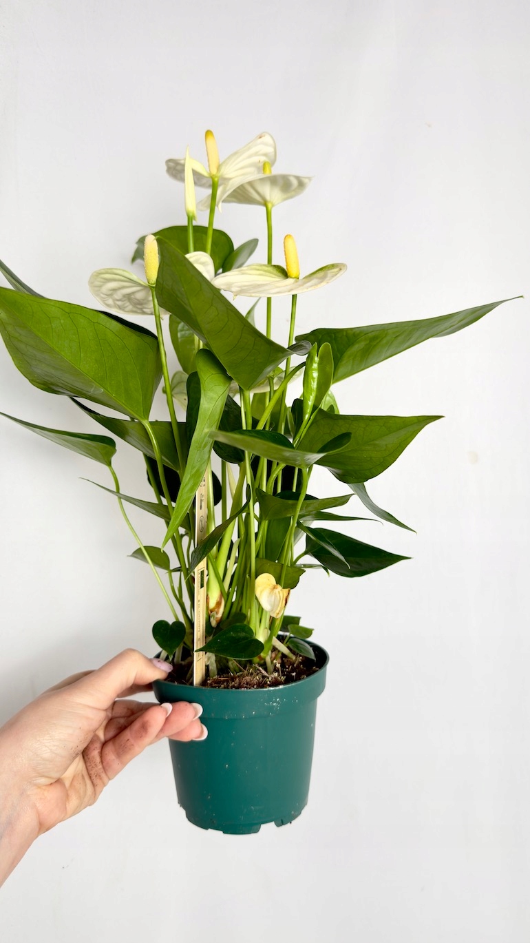 Anthurium Samora 12/35 cm