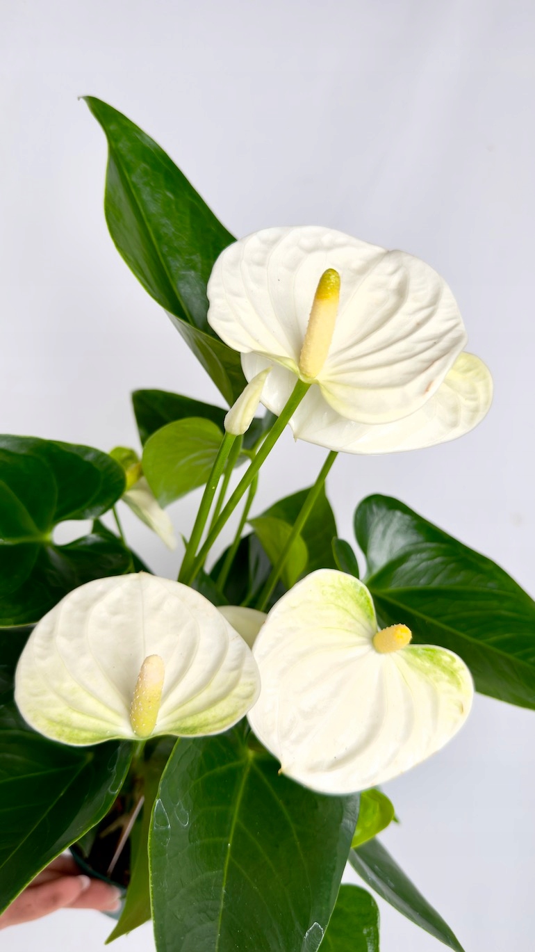 Anthurium Samora 12/35 cm