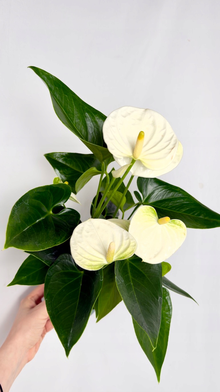 Anthurium Samora 12/35 cm