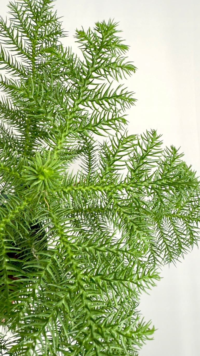 Araucaria heterophylla