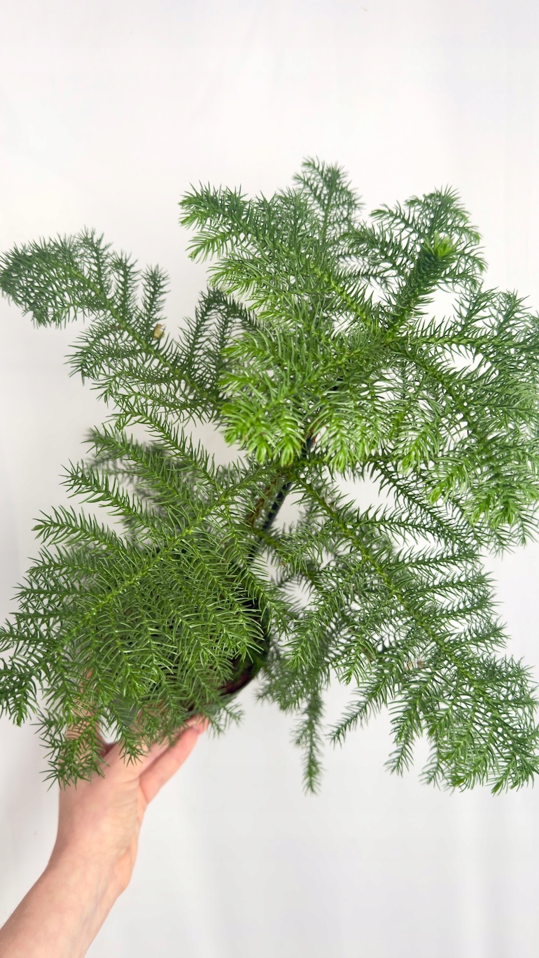 Araucaria heterophylla
